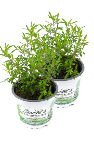 2er Set Gewürztagetes Orange Gem, Tagetes tenuifolia, Kräuter Pflanze