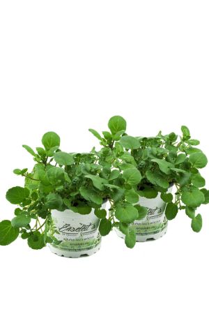 2 Brunnenkresse Pflanzen, Frische Kräuter Pflanze aus Nachhaltigem Anbau