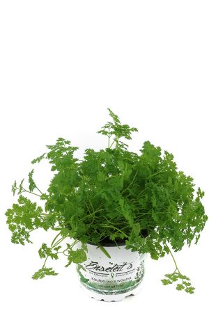 Kerbel Pflanze, Anthriscus cerefolium, frischer Kerbel aus Nachhaltigem Anbau