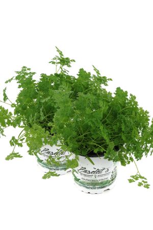 2 Kerbel Pflanzen, Anthriscus cerefolium Pflanze, frischer Kerbel