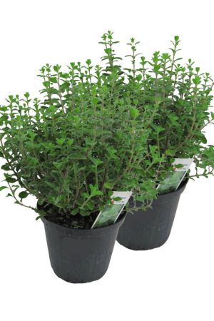2er Set Italienischer Oregano im 15cm Topf - Origanum vulgare, frische Oregano Pflanze