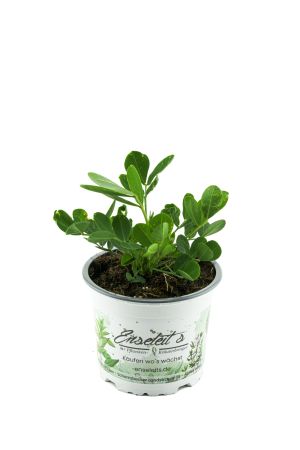 Erdnuss Pflanze, Arachis hypogaea Erdnuss, frische Pflanze im Topf direkt aus der Gärtnerei Enseleit