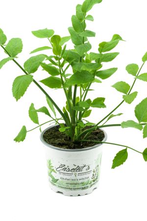 Zuckerwurzel Planze, Sium sisarum, mehrjähriges ausdauerndes Wurzelgemüse.