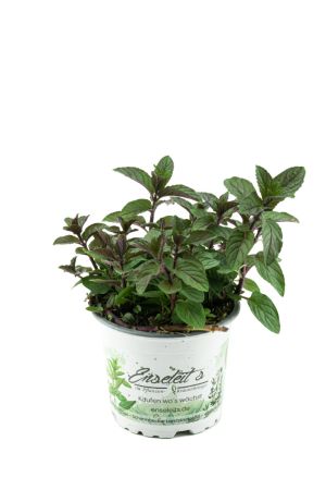 Schokoladen-Minze Pflanze, Schoko-Minze, Winterhart (Mentha piperita)