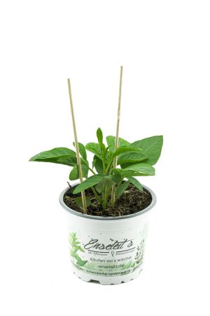 Pepino Melonenbirne, frische Pflanze aus Nachhaltigem Anbau