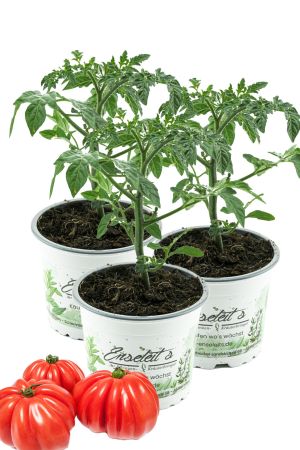 3er Set Fleischtomate Buffalo Steak F1, frische Tomaten Pflanze,Tomatenpflanzen