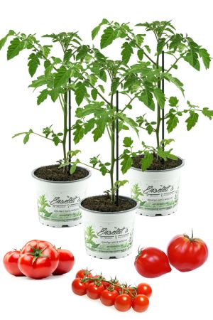 3er Set Tomatenpflanzen, Fleurette  F1, Supersweet, Previa F1