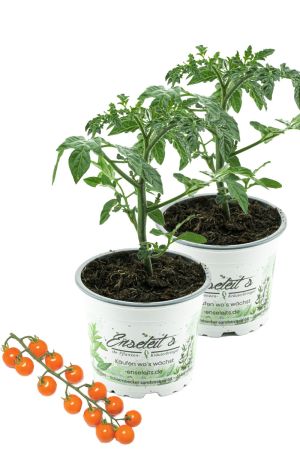 2er Set Cherrytomate 'Honeycomb' im Topf – süße & aromatische Naschtomate, ertragreiche Sorte direkt aus der Gärtnerei Enseleit – ideal für Balkon & Garten (Solanum lycopersicum)