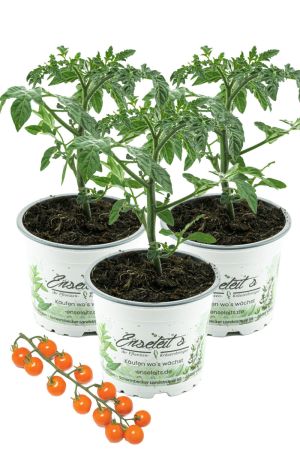3er Set Cherrytomate 'Honeycomb' im Topf – süße & aromatische Naschtomate, ertragreiche Sorte direkt aus der Gärtnerei Enseleit – ideal für Balkon & Garten (Solanum lycopersicum)