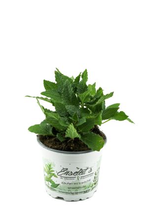 Knollenziest (Pflanze), Stachys sieboldii