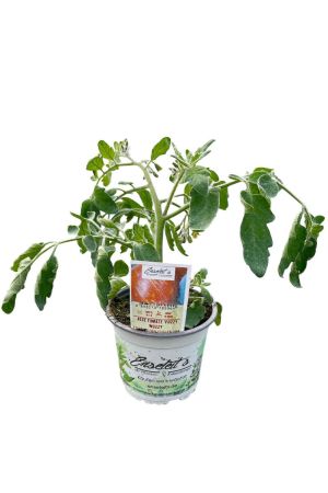 Tomatenpflanze Alte Tomate 'Fuzzy Wuzzy'