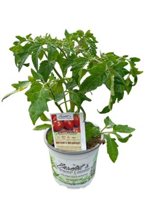 Tomatenpflanze Flaschentomate 'Britain's Breakfast'