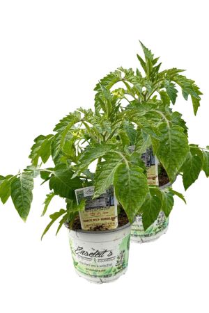 2er Set Tomatenpflanze Wild-Tomate 'Humboldtii'