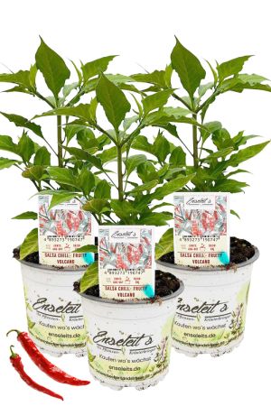 3er Set Salsa Chili - Fruity Volcano Chilipflanzen aus nachhaltigem Anbau