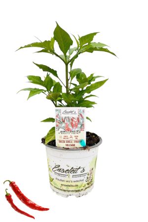 Salsa Chili - Fruity Volcano Chilipflanze aus nachhaltigem Anbau