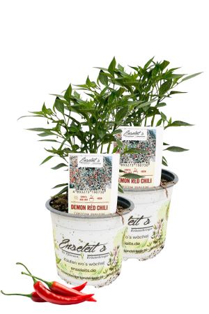 2er Set Demon Red Chili Chilipflanzen aus kontrolliertem Anbau
