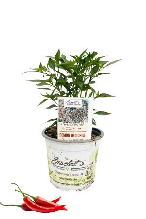 Demon Red Chili Chilipflanze aus kontrolliertem Anbau