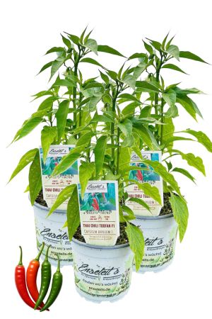 3er Set Thai Chili Toofan F1 Chilipflanzen aus nachhaltigem Anbau