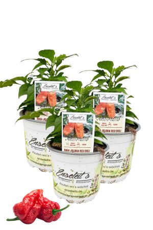 3er Set Naga Jolokia Red Chili Chilipflanzen für Extrem-Schärfe-Liebhaber