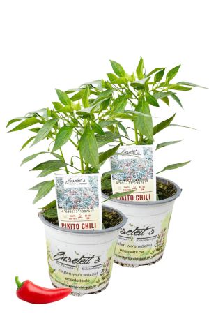 2er Set Pikito Chili Chilipflanzen für milde Genießer