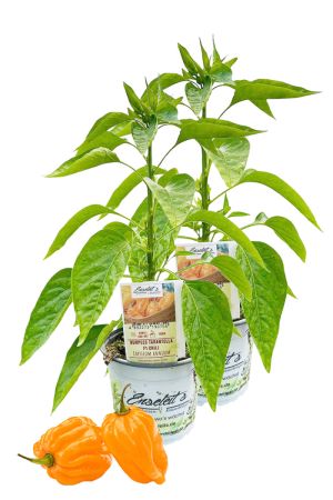 2er Set Burpees Tarantella F1 Chili Chilipflanzen mit leuchtend orangefarbener Frucht