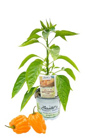 Burpees Tarantella F1 Chili Chilipflanze mit leuchtend orangefarbener Frucht