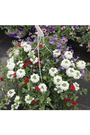 Sommerblumen Ampel Mix Nr.1(Rot-weiss-blau), mit Zauberglöckchen, Verbenen & blaues Gänseblümchen