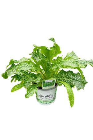 Mariendistel (Silybum marianum) – Leberfreundliche Heilpflanze & Zierpflanze mit purpurroten Blüten – Aus nachhaltigem Anbau, direkt aus der Gärtnerei Enseleit