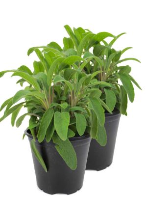2er Set Italienischer Salbei im 15cm Topf, Salvia officinalis, frische Kräuter Pflanze