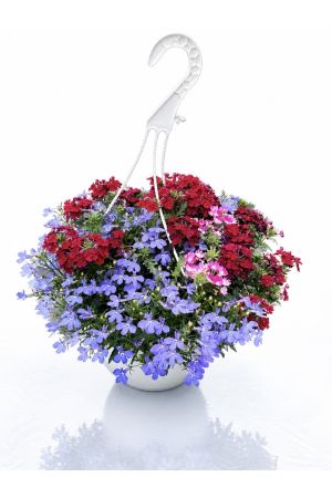 Sommerblumen Ampel Mix Summerfresh, Lobelia-Verbena Mix 