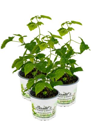 3er Set ZWERG BROMBEERE, RUBUS FRUTICOSUS ‘LITTLE BLACK PRINCE‘