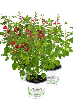3er Set Johannisbeer-Salbei, Salvia microphylla, Kräuter Pflanze