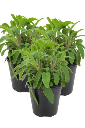 3er Set Italienischer Salbei im 15cm Topf, Salvia officinalis, frische Kräuter Pflanze