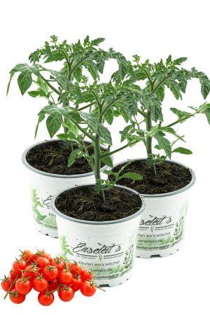 3er Set Mexikanische Honigtomate - frische Tomatenpflanze 