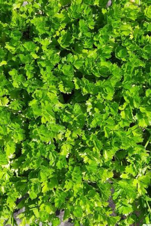 Staudensellerie im 10 er Set, Stauden-Sellerie, Marktfrisch