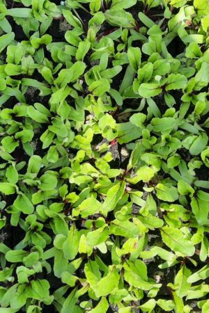 Rote Beete im 10 er Set, Rote Beete, Marktfrisch