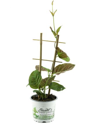 Käse-Blatt, La Mo Long, Paederia lanuginosa, Käseblatt Pflanze, frische Kräuterpflanze