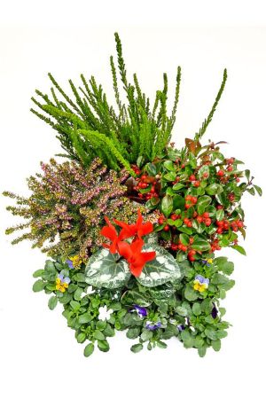 Herbst Blumen Set Nr.13 Calluna, Scheinbeere, Schneeheide, Alpenveilchen, Hornveilchen