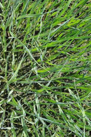 Winterporree Pflanzen im 10er Set, Winter Porree, Marktfrischer Lauch