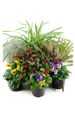 Herbst Blumen Set Nr.17 Winterheide/Schneeheide, Scheinbeere, Gräser, Hornveilchen & Stacheldraht