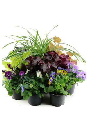 Herbst Blumen Set Nr.18 Carex, Hornveilchen & Heuchera in 3 Farben