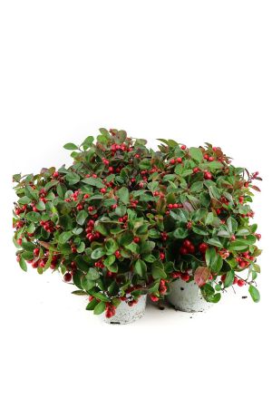 5 Winterbeeren Pflanzen, Scheinbeere, Gaultheria  procumbens, Rebhuhnbeeren