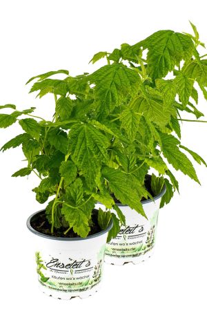 2er Set FRUCHTIGE HIMBEERE, RUBUS IDAEUS ‘LITTLE SWEET SISTER‘