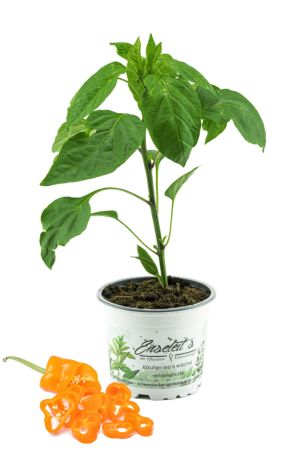 Spitzpaprika orange 'Coronor Orange F1', Capsicum annuum, frischer Paprika