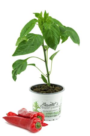 Spitzpaprika rot 'Trofeo F1', Capsicum annuum, frischer Paprika