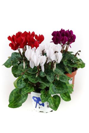 Alpenveilchen, 3 bunte Cyclamen persicum Pflanzen
