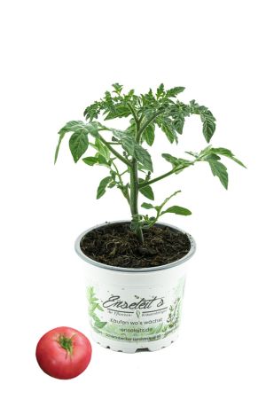 Tomatenpflanze 'Rose Crush'