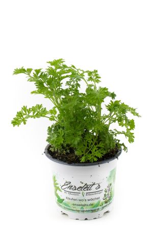 Wermut Pflanze, Marktfrische Kräuter Pflanze 