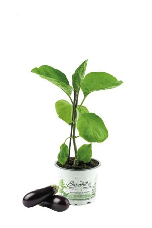 Aubergine  Pflanze (Solanum melongena)
