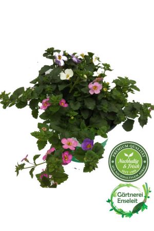 Bacopa, Schneeflockenblume, dreifarbig